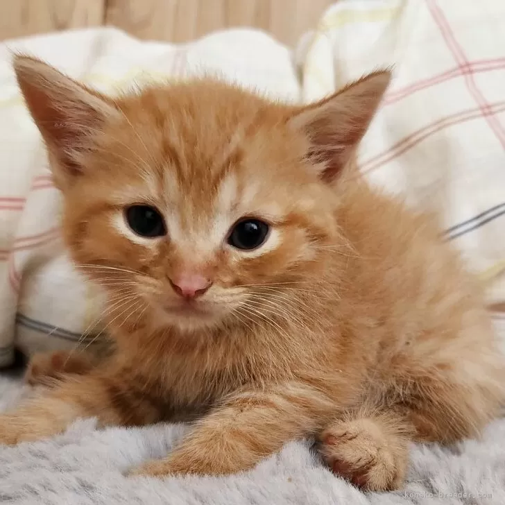 水無月水夏 様のお迎えした子猫