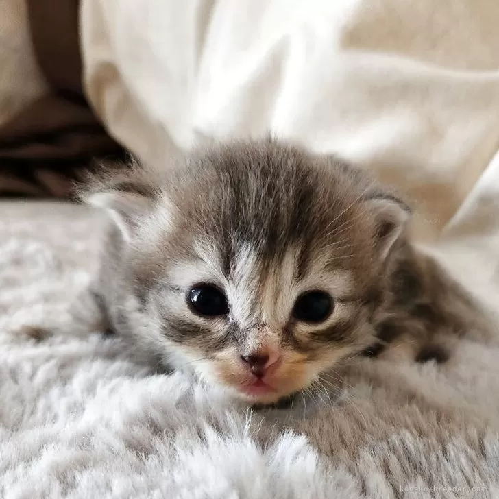 ID：2509-02272の子猫