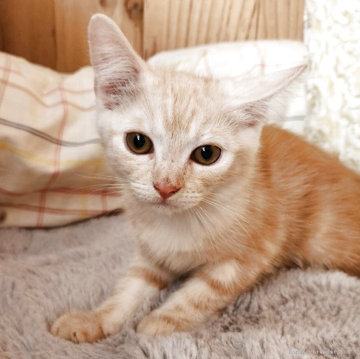 ブリーダー画像