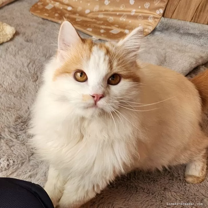 ミヌエット(長足)【奈良県・男の子・2025年3月19日・レッド&amp;ホワイト】の写真1