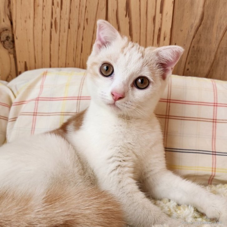 ブリーダー画像