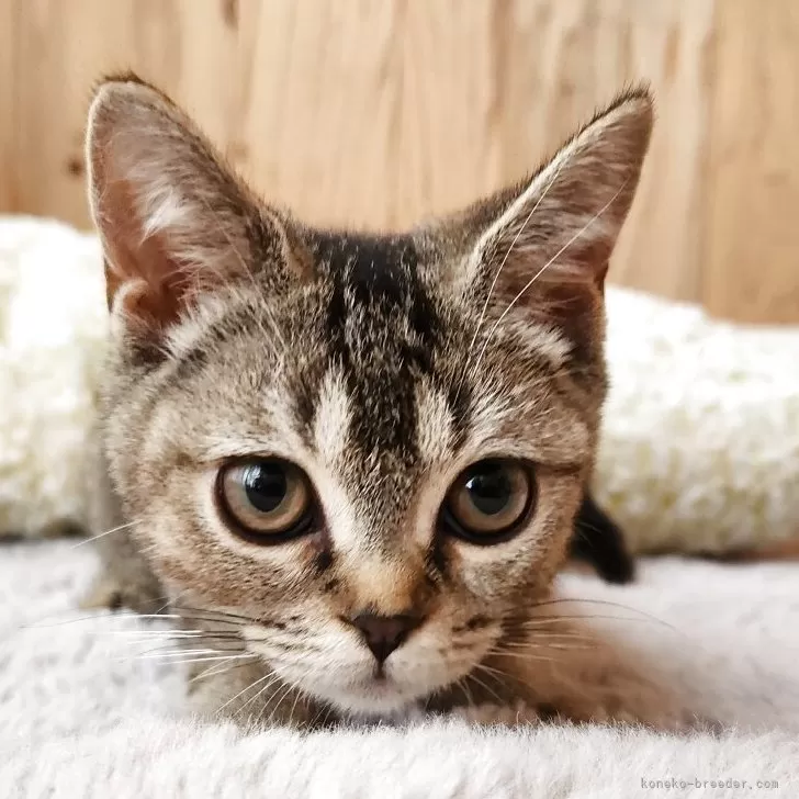 ブリティッシュショートヘア【奈良県・女の子・2025年6月1日・ブラウンタビー】の写真1