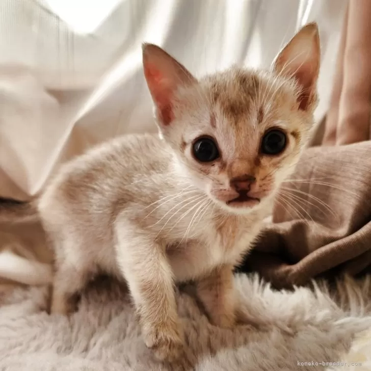 シンガプーラ【奈良県・女の子・2025年9月26日・セピアアグーティ】の写真1