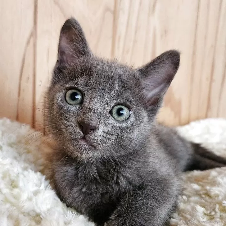 ロシアンブルー【奈良県・男の子・2025年8月22日・ブルー】の写真1