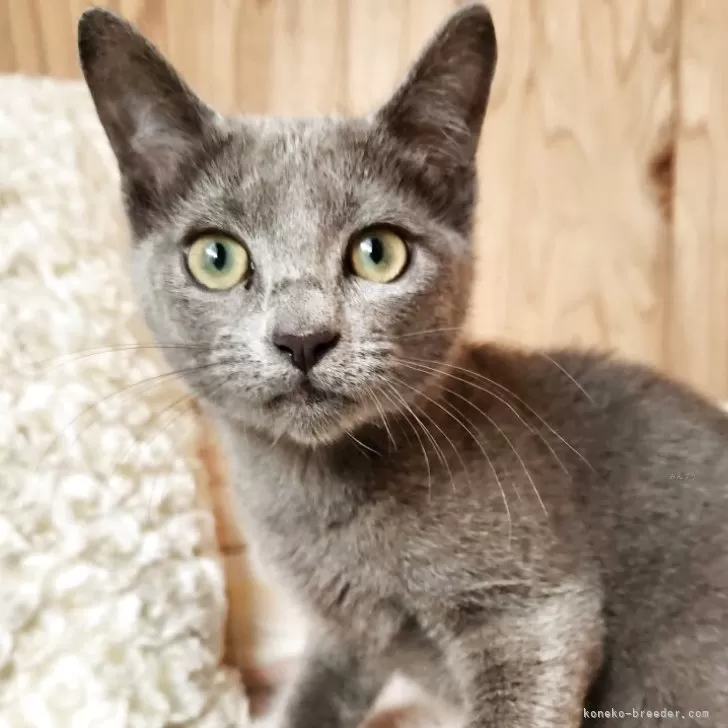 ロシアンブルー【奈良県・男の子・2025年8月22日・ブルー】の写真1