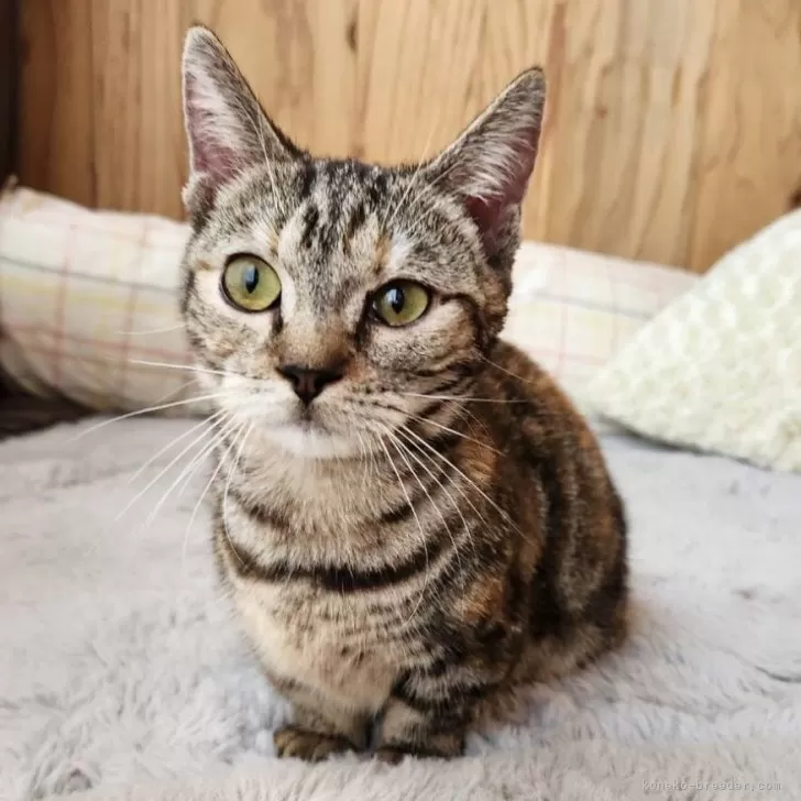 K.U 様のお迎えした子猫