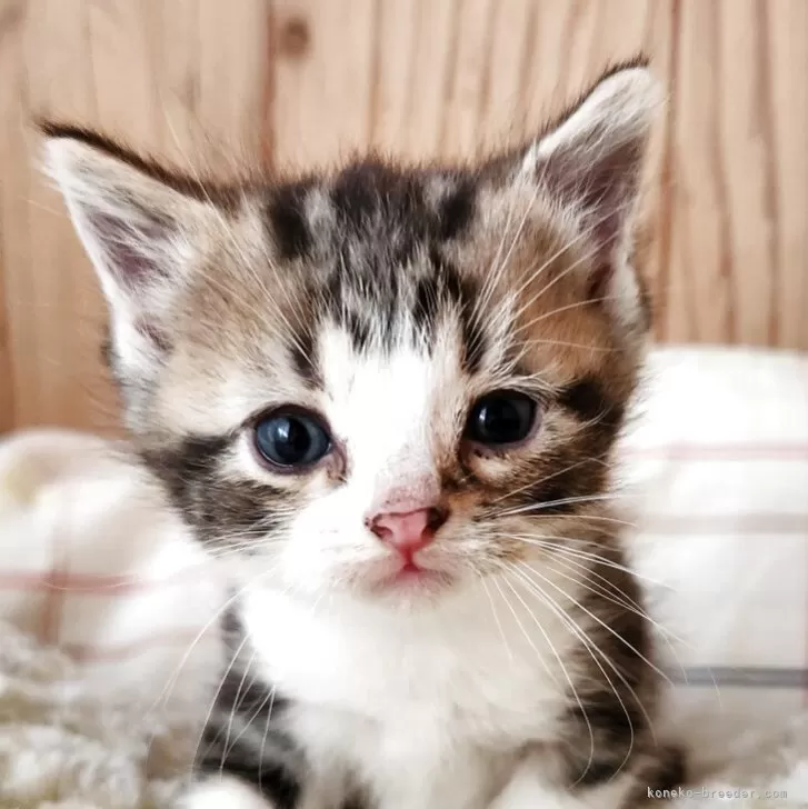 ID：2510-01616の子猫