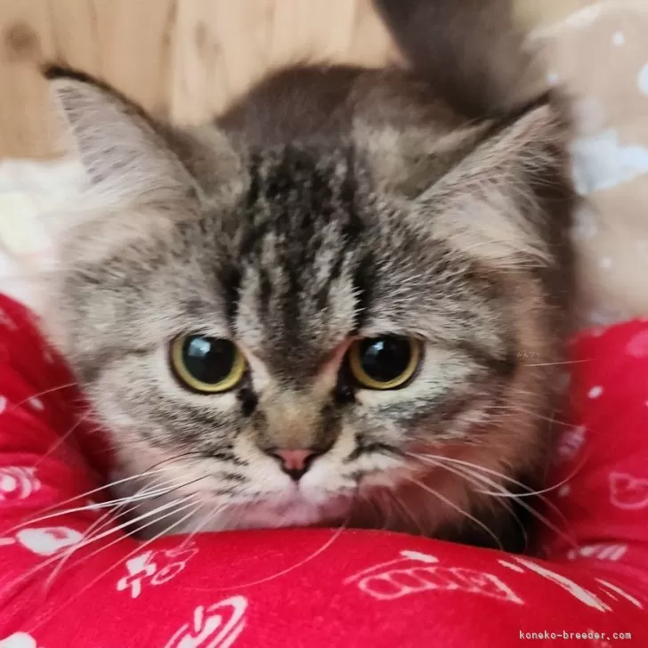 ペルシャ【奈良県・女の子・2024年11月19日・ブラウンタビー】の写真1