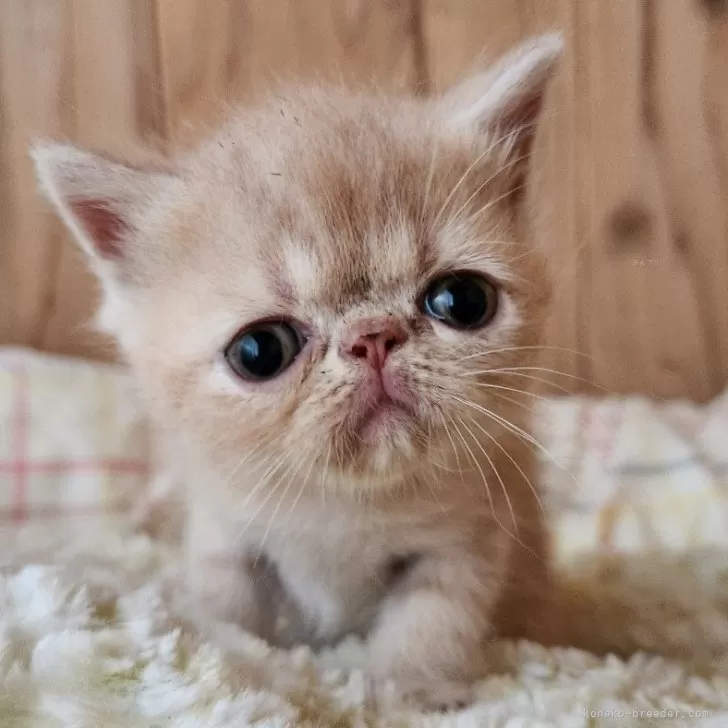 エキゾチックショートヘア【奈良県・男の子・2025年8月21日・クリームタビー】の写真1