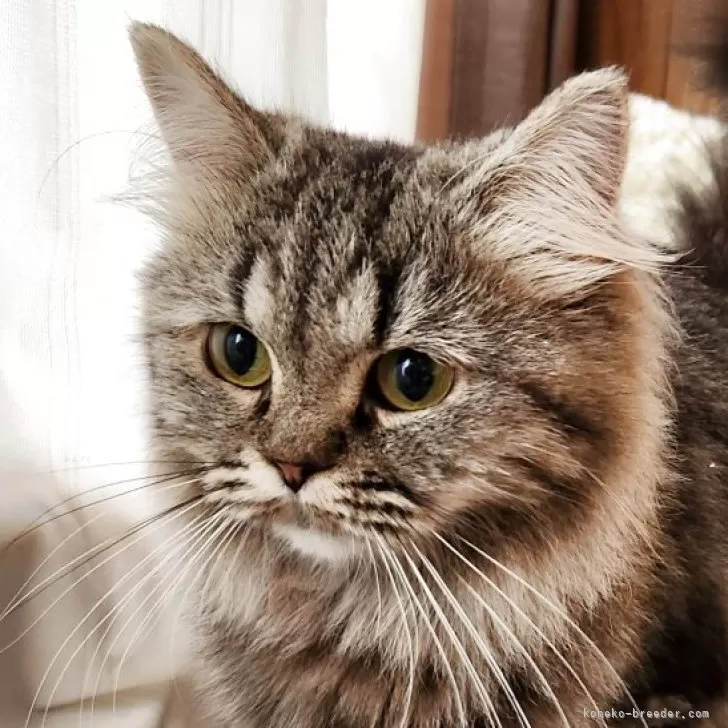 ペルシャ【奈良県・女の子・2024年6月7日・ブラウンタビー】の写真1