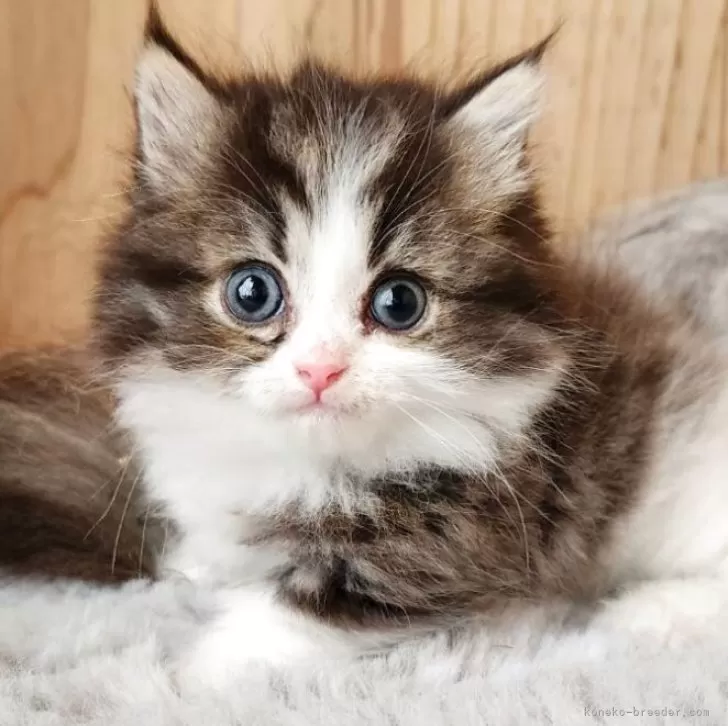 にゃん 様のお迎えした子猫