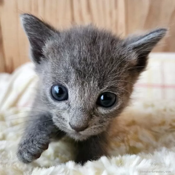 ID：2509-00962の子猫