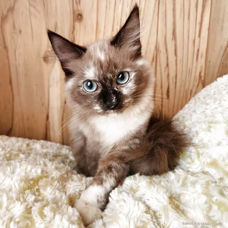 ID:2503-01089の子猫