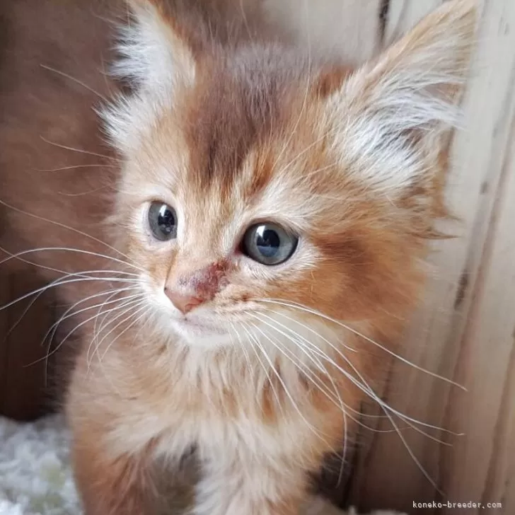 ID:2503-02468の子猫