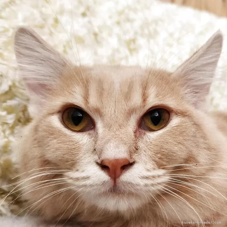 マンチカン(短足)【奈良県・男の子・2025年2月8日・クリームタビー】の写真1