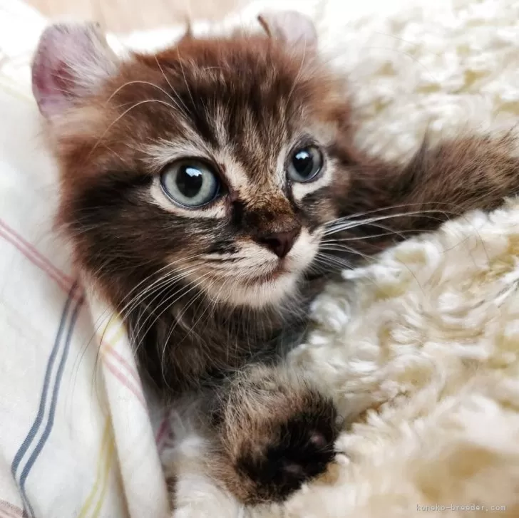 キンカロー【奈良県・男の子・2025年8月19日・ブラウンタビー&amp;ホワイト】の写真1