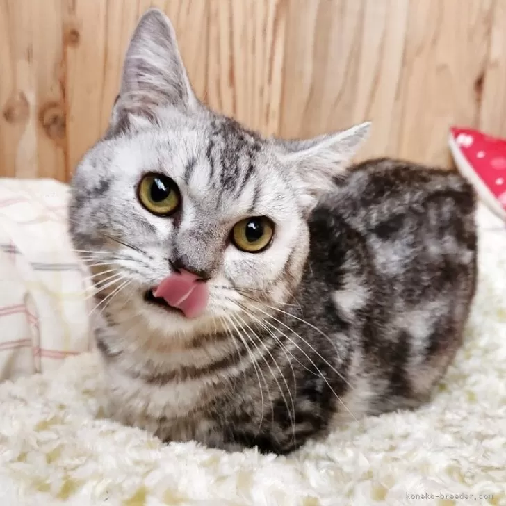 マンチカン(短足)【奈良県・男の子・2024年6月1日・シルバータビー】の写真1