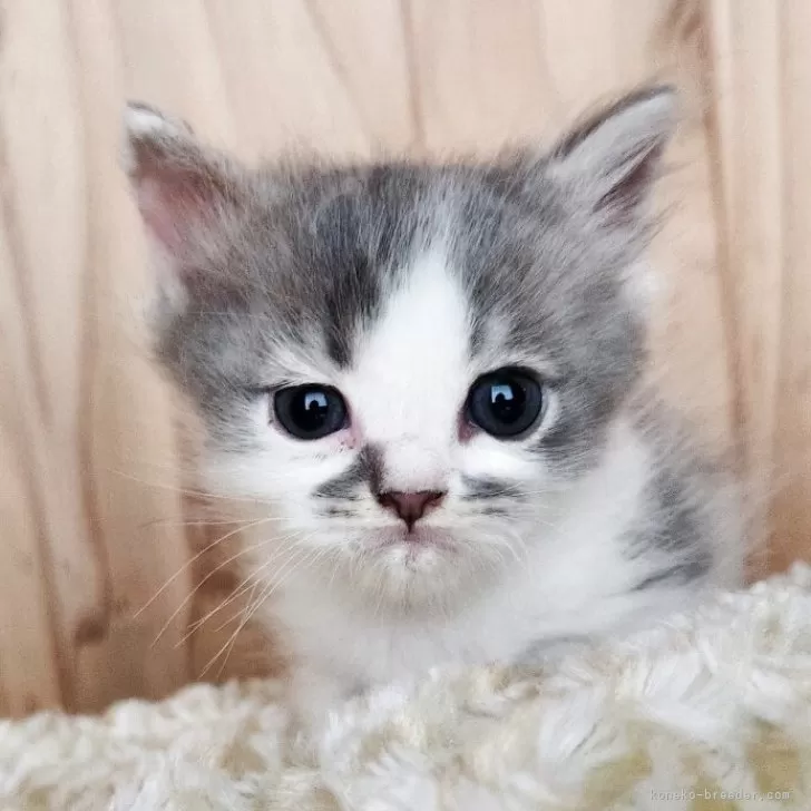 ID：2506-00443の子猫