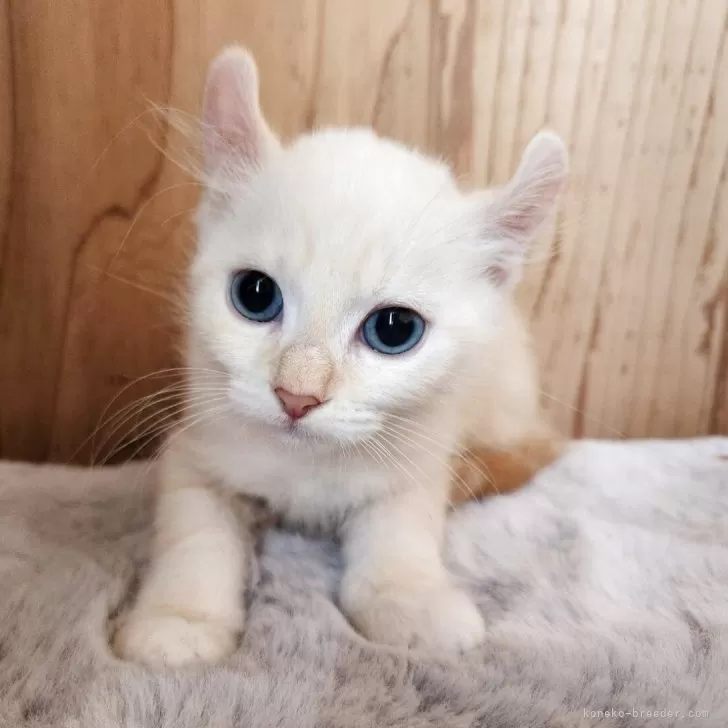ID：2503-01092の子猫