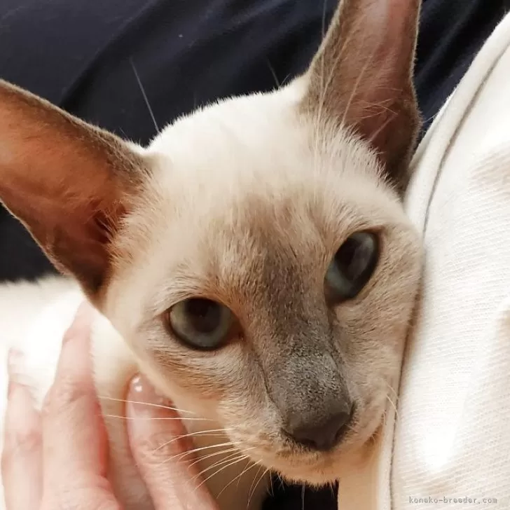 ID：2505-02627の子猫