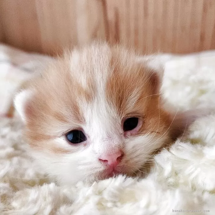 マンチカン(短足)【奈良県・男の子・2025年10月28日・レッド&amp;ホワイト】の写真1