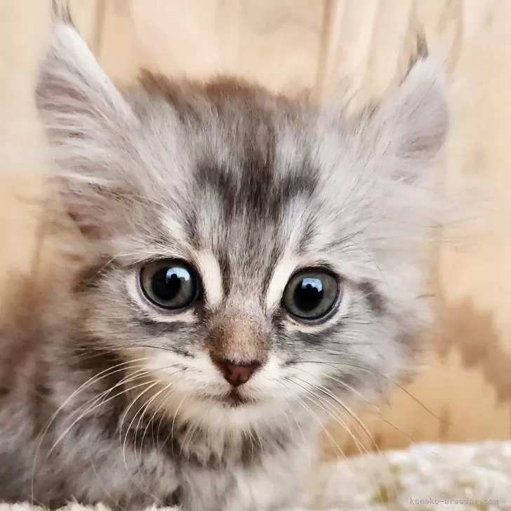 キンカロー【奈良県・女の子・2025年8月9日・シルバータビー】の写真1