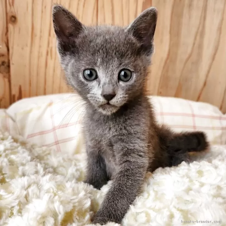 S.N 様のお迎えした子猫