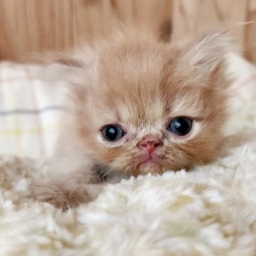 エキゾチックショートヘア【奈良県・男の子・2025年8月21日・クリームタビー（フワフワちゃん）】の写真「おっとりたれ目な男の子✨」