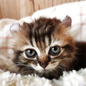 キンカロー【奈良県・女の子・2025年8月19日・ブラウンタビー&ホワイト（フワフワちゃん）】の写真「甘えた女の子✨️」