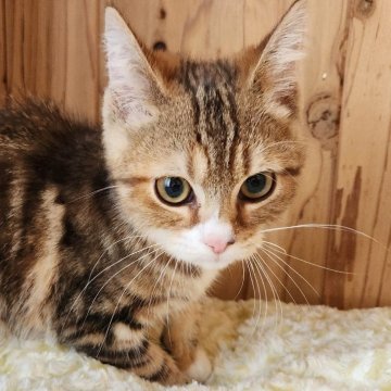 マンチカン(長足)【奈良県・男の子・2025年3月18日・ブラウンタビー&ホワイト（フワフワちゃん）】の写真「元気な男の子✨」