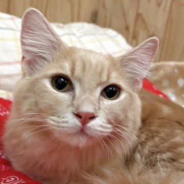 マンチカン(短足)【奈良県・男の子・2025年2月8日・クリームタビー（フワフワちゃん）】の写真「短い脚が可愛いフワフワ男の子✨」