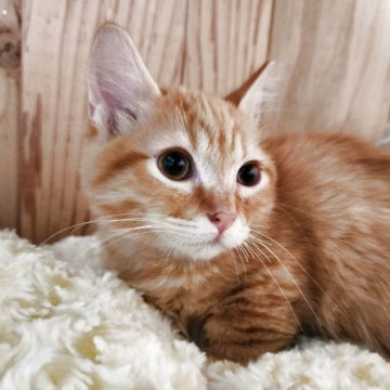 マンチカン(短足)【奈良県・男の子・2025年2月8日・レッドタビー（フワフワちゃん）】の写真「短い脚の可愛い男の子✨」