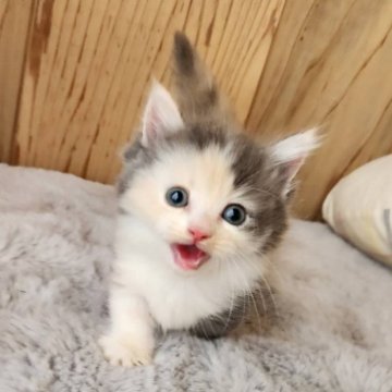 マンチカン(短足)【奈良県・女の子・2025年6月24日・ダイリュートキャリコ（フワフワちゃん）】の写真「とても甘えんぼうな女の子✨」
