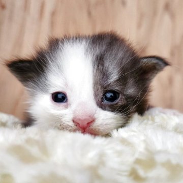 マンチカン(長足)【奈良県・男の子・2025年10月28日・ブラック&ホワイト（フワフワちゃん）】の写真「フワフワおっとり男の子✨」