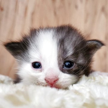 マンチカン(長足)【奈良県・男の子・2025年10月28日・ブラック&ホワイト（フワフワちゃん）】の写真「おっとり男の子✨」