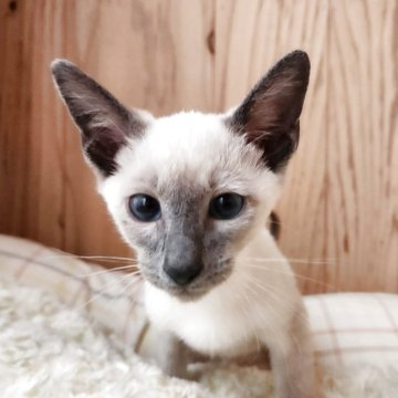 シャム(サイアミーズ)【奈良県・男の子・2025年9月15日・ブルーポイント（サラサラちゃん）】の写真「元気な男の子✨」