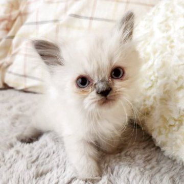 ヒマラヤン【奈良県・男の子・2025年7月28日・ブルーポイント（フワフワちゃん）】の写真「フワフワ男の子✨」