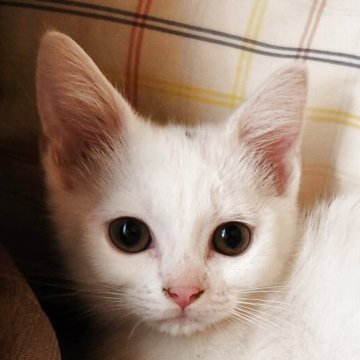 マンチカン(短足)【奈良県・女の子・2025年7月24日・ブラック&ホワイト(フワフワちゃん)】の写真「しっかり短足の女の子✨」