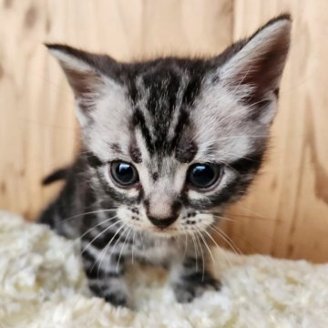 アメリカンショートヘア【奈良県・男の子・2025年5月16日・シルバータビー（サラサラちゃん）】の写真「元気な男の子✨️」