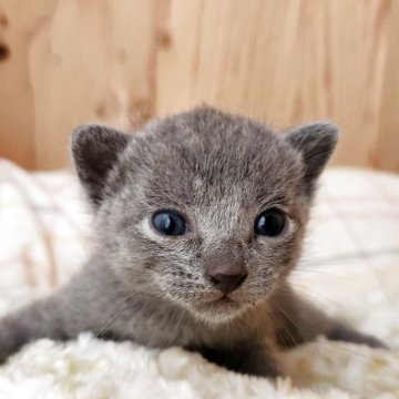 ロシアンブルー【奈良県・男の子・2025年9月10日・ブルー（サラサラちゃん）】の写真「マイペースな男の子✨️」