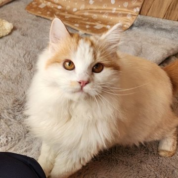 ミヌエット(長足)【奈良県・男の子・2025年3月19日・レッド&ホワイト（フワフワちゃん）】の写真「遊ぶの大好き男の子✨」