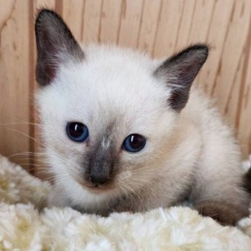 シャム(サイアミーズ)【奈良県・男の子・2025年4月29日・シールポイント（サラサラちゃん）】の写真「ブルーの目が綺麗な男の子✨」