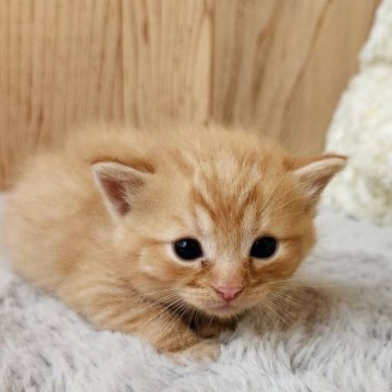 マンチカン(長足)【奈良県・男の子・2025年7月24日・レッドタビー（フワフワちゃん）】の写真「つぶらなおめめの男の子✨」