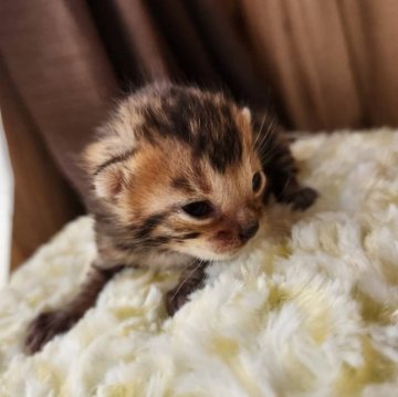 ベンガル【奈良県・女の子・2025年3月1日・ブラウンスポテッドタビー（サラサラちゃん）】の写真「お昼寝好きな女の子✨」