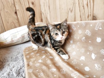 スコティッシュフォールド(立ち耳)【奈良県・女の子・2025年4月30日・ブラウンパッチドタビー&ホワイト（もふもふちゃん）】の写真「マイペースな女の子✨」