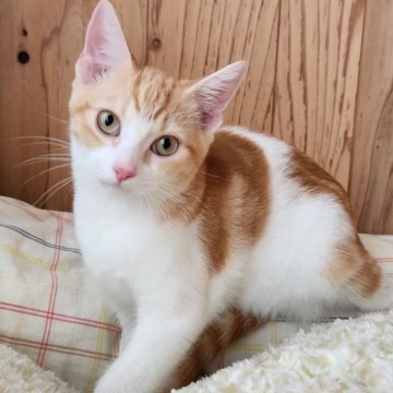 マンチカン(長足)【奈良県・女の子・2025年6月27日・レッドタビー&ホワイト（フワフワちゃん）】の写真「元気な女の子✨」