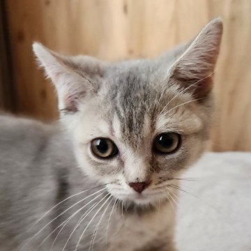 ブリティッシュショートヘア【奈良県・男の子・2025年6月1日・ブルータビー（フワフワちゃん）】の写真「毛並みばつぐんのブリちゃん」