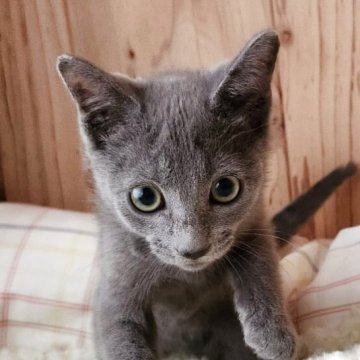 ロシアンブルー【奈良県・男の子・2025年8月22日・ブルー（サラサラちゃん）】の写真「マイペースな男の子✨️」