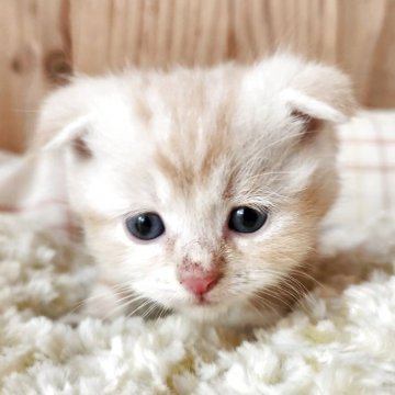 スコティッシュフォールド(折れ耳)【奈良県・男の子・2025年9月18日・クリームタビー&ホワイト（もふもふちゃん）】の写真「つぶらな瞳の男の子✨」