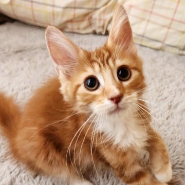 メインクーン【奈良県・男の子・2025年6月6日・レッドタビー&ホワイト（フワフワちゃん）】の写真「フワフワ男の子✨️」